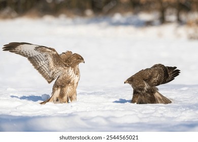 Two Common Buzzards (Buteo buteo) engaged in a cautious face-off in the snow, each showcasing impressive plumage and natural vigilance in a crisp winter landscape. - Powered by Shutterstock