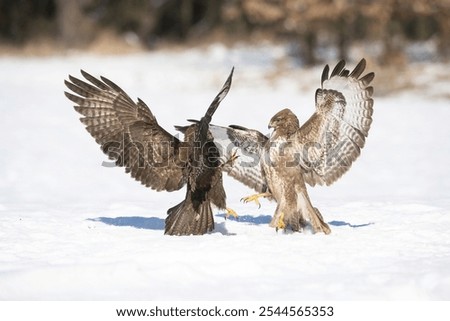 Two Common Buzzards (Buteo buteo) face off in an intense winter showdown, wings fully extended and talons poised, capturing a raw moment of nature's survival instincts in a snowy landscape.