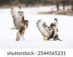 Two common buzzards engage in an intense aerial battle over snow-covered ground, displaying their powerful wings and sharp talons. Captured in a winter landscape, highlighting predator behavior.