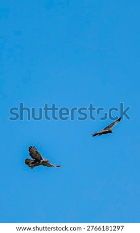 Two common buzzards flying freely, soaring against a bright, cloudless sky