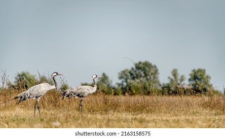 Two Common Cranes (Grus Grus) In The Hortobágy National Park In Hungary