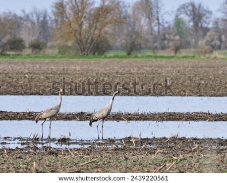 Two common cranes (Grus grus) in rural Hungary Stock photo © 