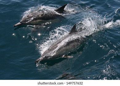 Two Common Dolphin Race On The Surface Looking For Fish