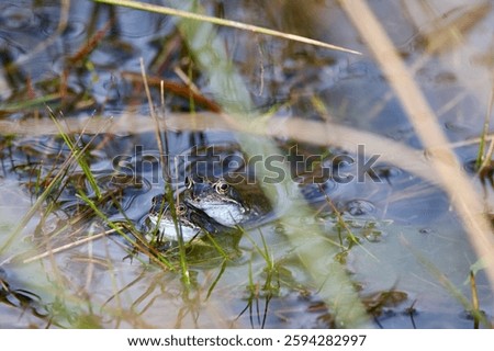 two common frogs surrounded by frogspwan in a pond