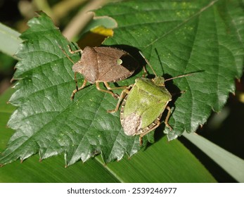 Two common green shield bugs (Palomena prasina) sitting on a bramble leaf, seasonal polyphenism, green and brown - summer and winter colours respectively