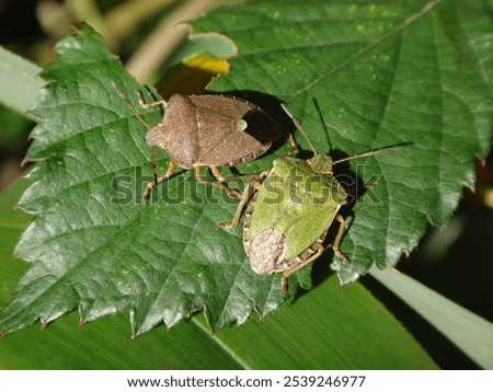 Two common green shield bugs (Palomena prasina) sitting on a bramble leaf, seasonal polyphenism, green and brown - summer and winter colours respectively