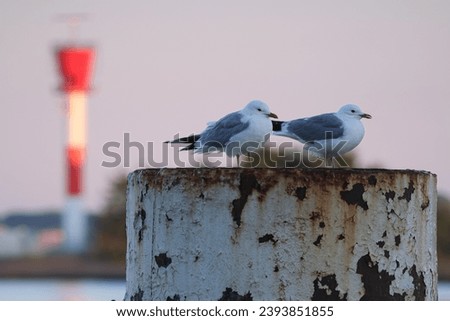 Two common gulls sitting on a bollard as winter seabirds concept.