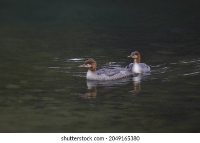 Two Common Mergansers (mergus Merganser) 