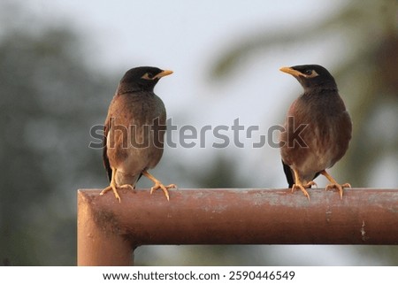 Two common myna birds standing facing each other
