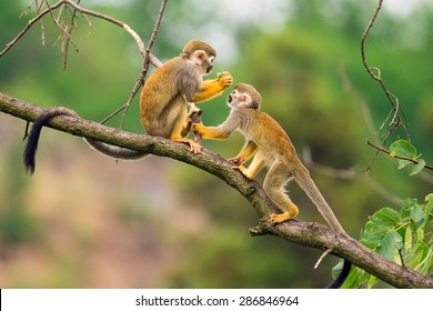 Two common squirrel monkeys (Saimiri sciureus) playing on a tree branch - Powered by Shutterstock