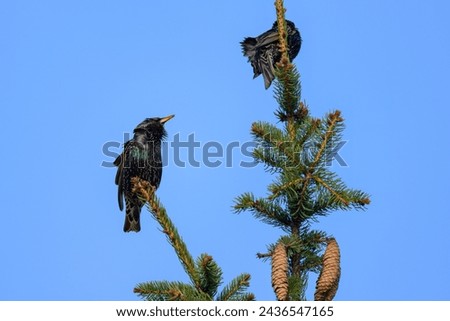 Two common starlings sitting on a tree, sunny day in springtime, blue sky
