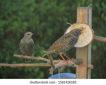 Two Common Starlings (Sturnus Vulgaris) Near A Coconut Shell Bird Feeder