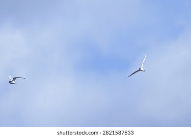 Two common terns in flight against a blue sky with small clouds, common terns in flight against a blue sky, sky with a few clouds, birds in flight, idyllic landscape, Sterna hirundo