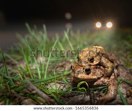 Two Common toads cross the street at night where a car is approaching