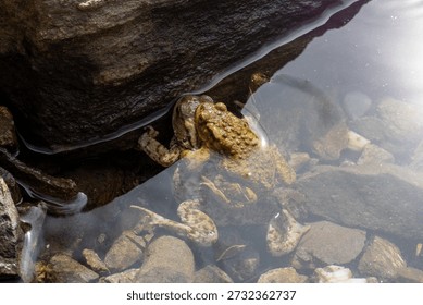 Two common toads mating, Amplexus, inside water