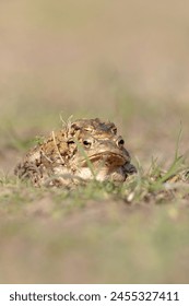 Two Common toads mating - vertical composition. Toads isolated against bblurred foreground and background