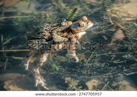 Two common toads at the surface of a lake in North Wales. Possibly during mating season, a smaller toad is sitting on the back of a larger one. The toads are brown and green in colour and their eyes and heads are above the water level. The soft focus background consists of dead leaves and pond plants.