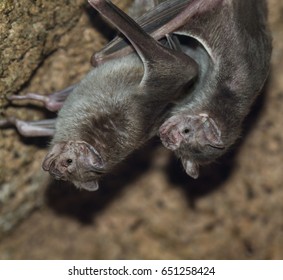 Two Common Vampire Bats, Desmodus Rotundus, Close Up