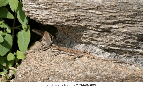 Two common wall lizards sunbathing together on a rock.