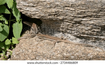 Two common wall lizards sunbathing together on a rock.