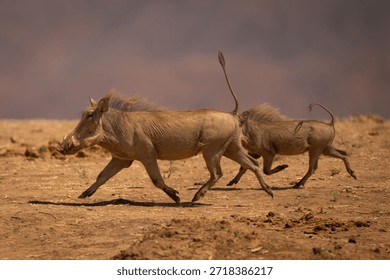 Two common warthogs run across dry plain