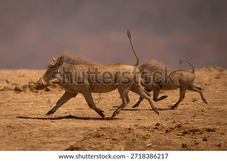 Two common warthogs run across dry plain