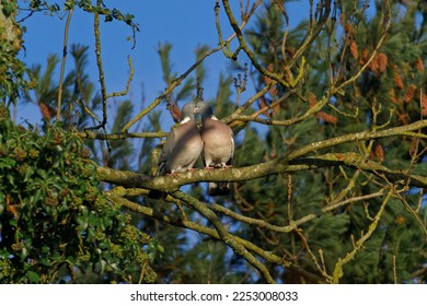Two common woodpigeons Columba palumbus on a tree branch  kissing which is also known as billing , Kissing is part of the pigeons courtship rituals. - Shutterstock ID 2253008033