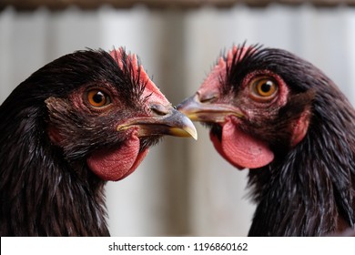 Two Concerned Chooks