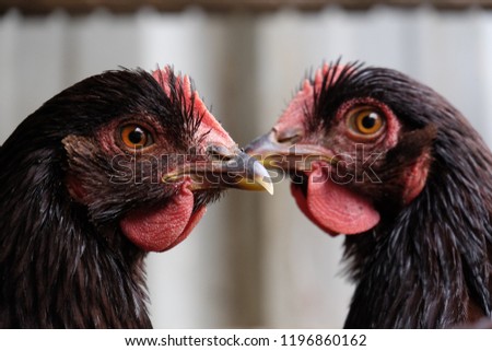 Two Concerned Chooks