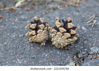 Two cones lying side by side on the pavement