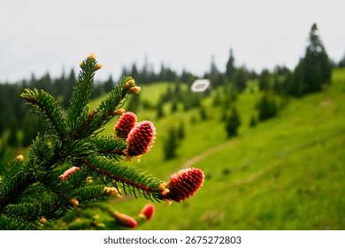 Two cone-shaped pine cones on the branches of a pine tree in a secluded forest setting