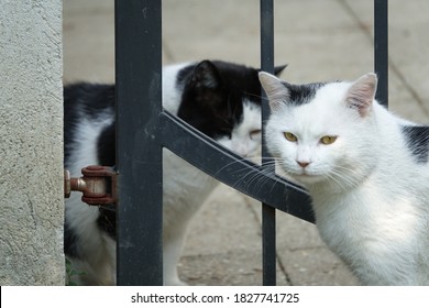 Two Conspiratorial Stray Black and White Cats Plotting with Each Other through a Metal Rail Gate in a Cemetery in Prague