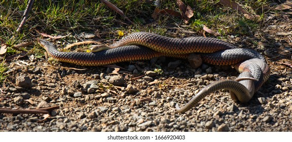 Two Copperhead Snakes Mating In Tasmania