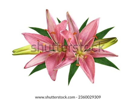 Two coral lily flowers, buds and green leaves in a floral arrangement isolated on white