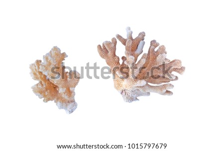 two corals isolated on white background