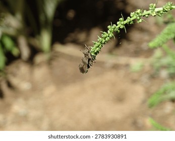 two Coreus marginatus (Dock bugs) mating on a green plant stem. The insects are attached end-to-end (tail-to-tail), showing their characteristic flat brown bodies and textured wings. Natural outdoor lighting with a blurred green background.
