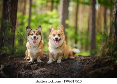 334,533 Playful dogs Images, Stock Photos & Vectors | Shutterstock
