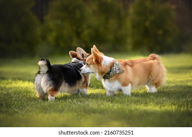 Two Corgi Dogs Meeting On Grass In Summer