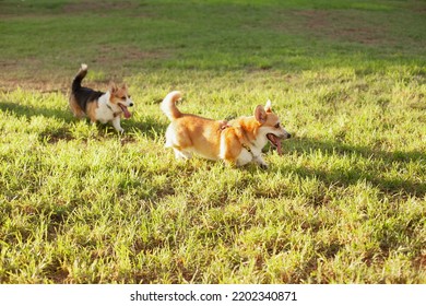 Two Corgi Dogs Running On The Grass On Sunny Day In The Summer Or Autumn. Owning Multiple Dogs. Welsh Corgi Pembroke And Cardigan Purebred Puppies.