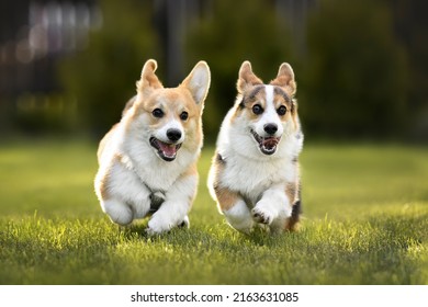 Two Corgi Puppies Running On Grass, Close Up 