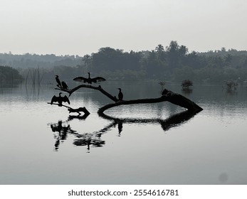 Two Cormorant birds drying their wings in the sun, sitting on a tree that grows in the river with other birds, and green trees in the background - Powered by Shutterstock