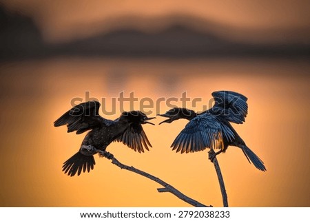 Two cormorants squabble at sunset.