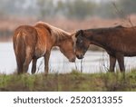 two Corolla horses nuzzling each other or smelling each other wild horses of the wild herd of Corolla horses in the marshland of the Outer Banks of North Carolina one chestnut and one bay small horses