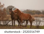 two Corolla horses playing in the swampy area or marshland of the outer banks region of North carolina U.S.A. one wild corolla horse biting or grooming the other in equine communication nuzzling 