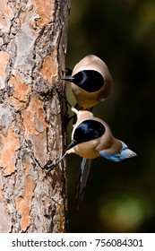 two corvids  in a tree trunk looking