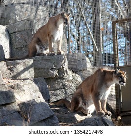 Two Cougars Perch Upon The Rocks, Intently Watching The Keeper In The Opposite Habitat.