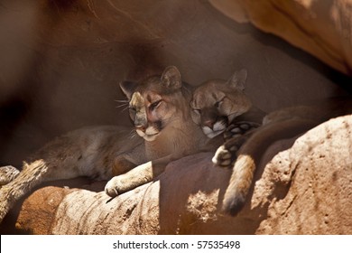 Two Cougars Taking A Nap On A Rock Ledge.