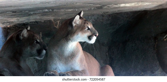 Two Cougars Watch From Their Shelter.