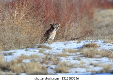 Two Cougars Are Watching The Environment In The Bosque Del Apache National Wildlife Refuge,New Mexico,USA