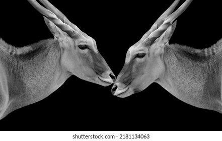 691 Common eland deer Images, Stock Photos & Vectors | Shutterstock